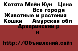 Котята Мейн Кун › Цена ­ 15 000 - Все города Животные и растения » Кошки   . Амурская обл.,Архаринский р-н